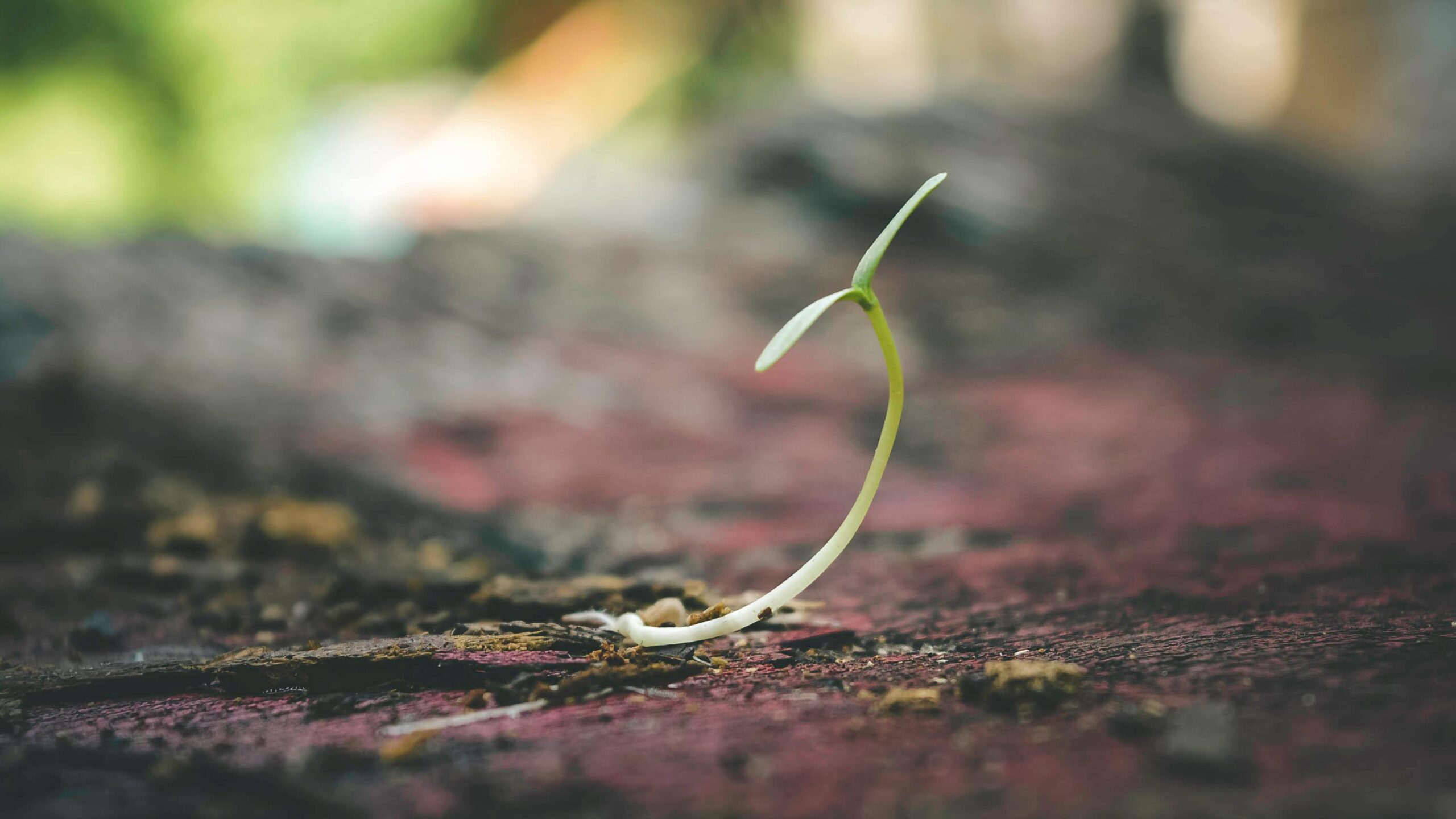 A seedling breaking out of a barren landscape